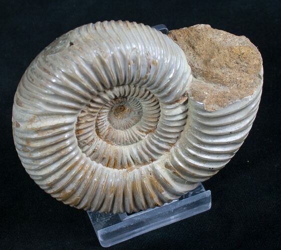 Perisphinctes Ammonite - Jurassic #7375